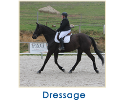 dressage1